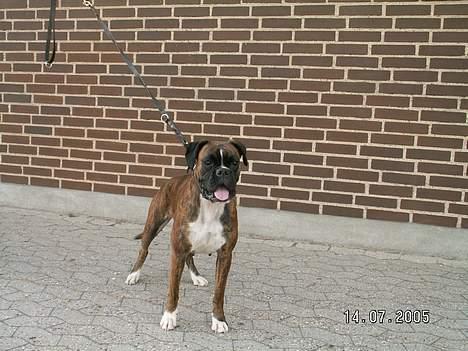 Boxer Equitta billede 4