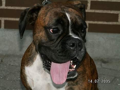 Boxer Equitta billede 5