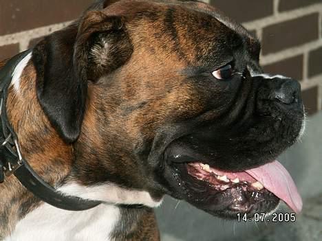 Boxer Equitta billede 6