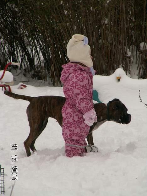 Boxer Equitta billede 7