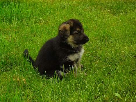 Schæferhund Cheri billede 1
