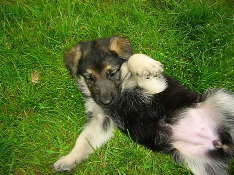 Schæferhund Cheri - Klø mig på maven billede 2