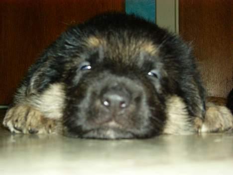 Schæferhund Cheri - Er jeg ikk Bare sød billede 3