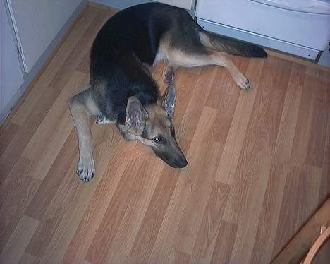 Schæferhund Cheri billede 4