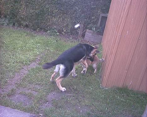 Schæferhund Cheri - Jeg leger lige med min veninde billede 5