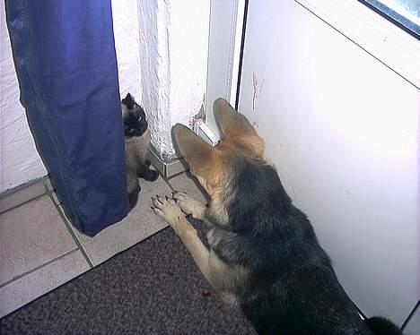 Schæferhund Cheri - Kom nu ud og leg  billede 7