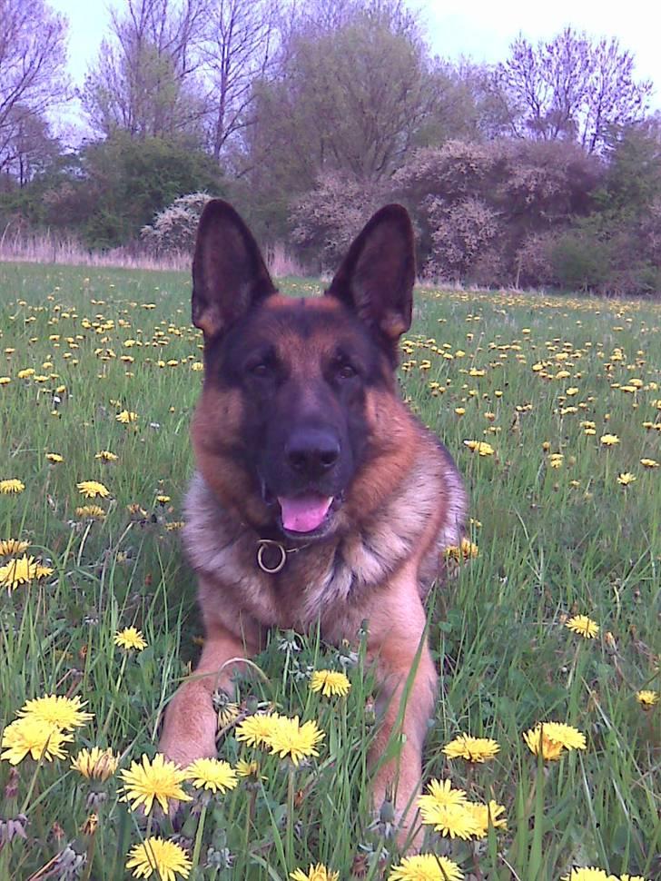 Schæferhund Atlas Flokkenlund - Nyder vejret..  billede 8