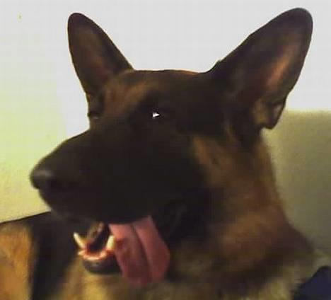 Schæferhund Atlas Flokkenlund - Billeder ska der jo tages!!!!  billede 9