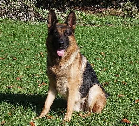 Schæferhund Atlas Flokkenlund billede 10