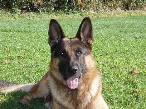 Schæferhund Atlas Flokkenlund billede 11