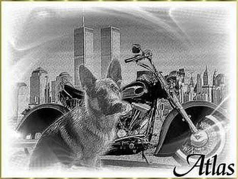 Schæferhund Atlas Flokkenlund billede 12