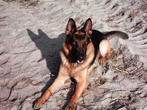 Schæferhund Atlas Flokkenlund - Lidt farlig kan man da godt se ud...Ahhhh.. billede 13