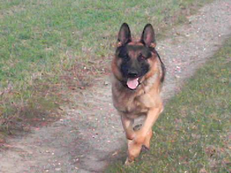 Schæferhund Atlas Flokkenlund billede 14