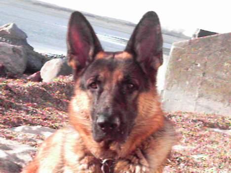 Schæferhund Atlas Flokkenlund billede 15