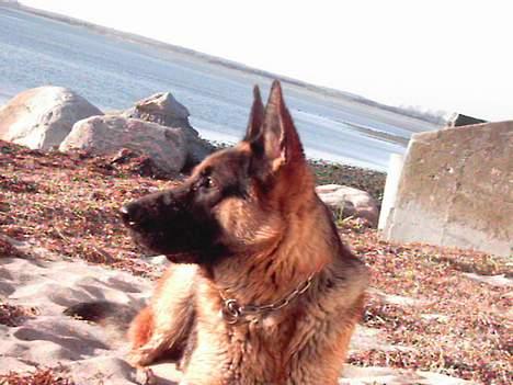 Schæferhund Atlas Flokkenlund - Kigger lidt på omgivelserne! Smukt!!! billede 16