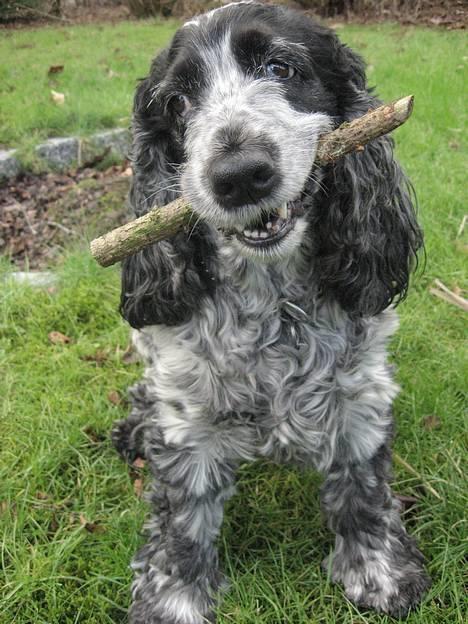 Cocker spaniel Antali' Ronja :b - ronja med en pind (: billede 13