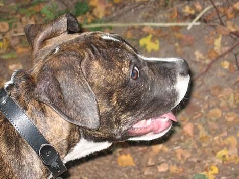 Amerikansk staffordshire terrier Caia billede 14