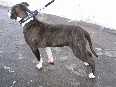 Amerikansk staffordshire terrier Caia billede 15