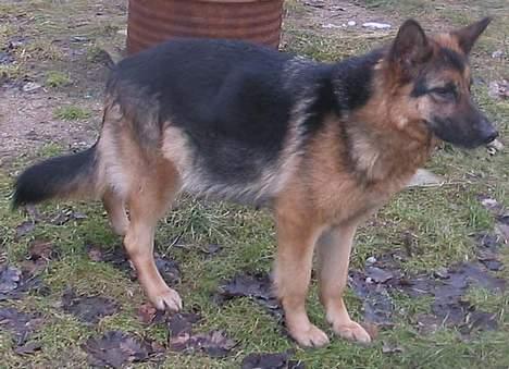 Schæferhund Sonto´s  Kira  (pensionist ) - Kira ude og luftes ..24-2-06 hun er begyndt og bygge rede og urolig så fødslen er snart forstående  billede 13