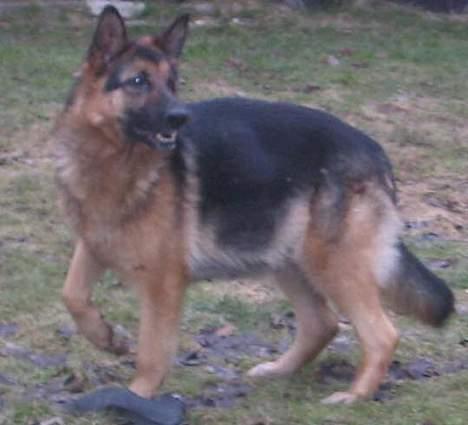 Schæferhund Sonto´s  Kira  (pensionist ) - det bliver spændende hvornår der kommer hvalpe  :-) foto fra idag den 24-2-06 billede 14