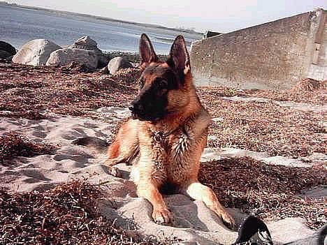 Schæferhund Atlas Flokkenlund - Her ligger jeg på stranden, og bare nyder at jeg kan få lov til at gøre hvad jeg vil! billede 17