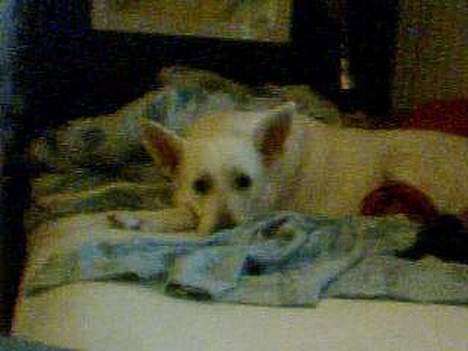 Hvid schæfer jojo - Mand hvor er jeg træt! billede 8