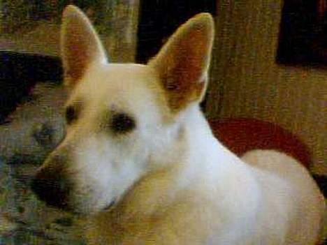 Hvid schæfer jojo - Hvad sagde du? billede 9