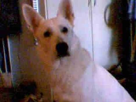 Hvid schæfer jojo - Jeg kunne høre et eller andet.. Hvor er det! billede 10