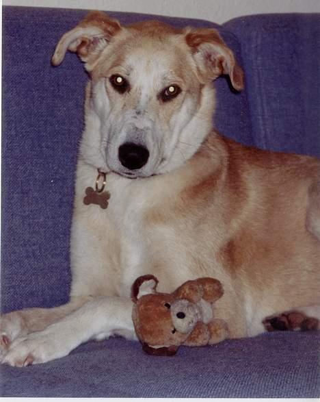 Blanding af racer Soffie - Smukt sofastykke. billede 1