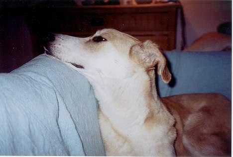 Blanding af racer Soffie - En rigtig hund er en sofahund. billede 2