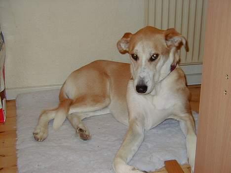 Blanding af racer Soffie - Jeg kan altså ikke lide at blive fotograferet. billede 4