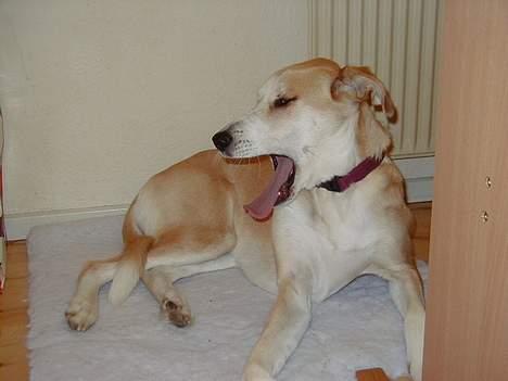 Blanding af racer Soffie - Hold nu op, please. billede 5