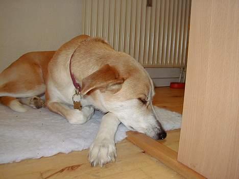 Blanding af racer Soffie - Øv da også. billede 6