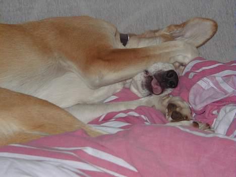 Blanding af racer Soffie - Hi, nu kan hun ikke se at jeg ligger i sengen. billede 7