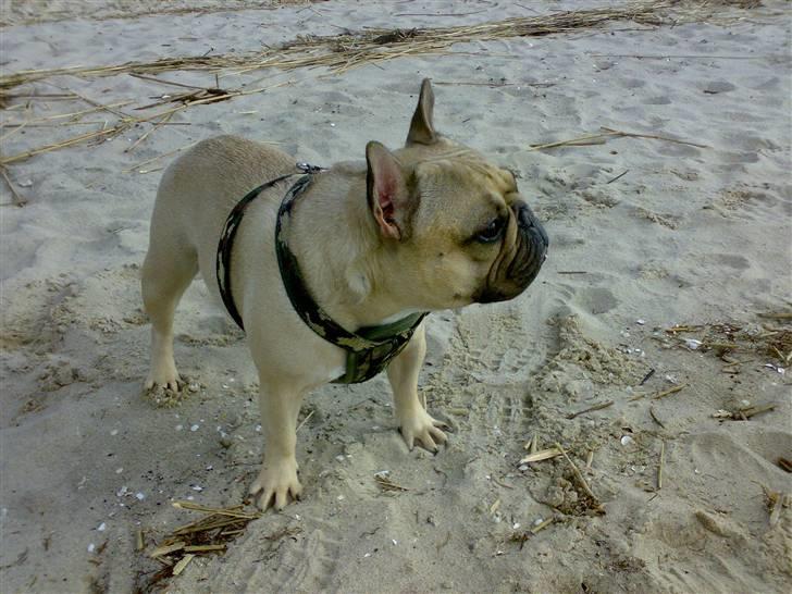 Fransk bulldog Lancomés   Trunte R.I.P - Tunte på strandtur billede 6