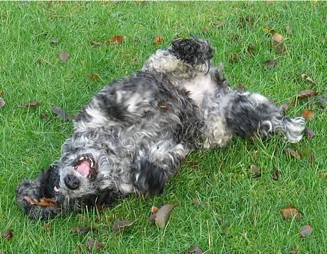 Cocker spaniel Antali' Ronja :b - skøre hund :D billede 14