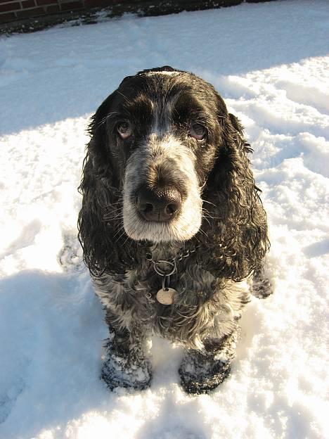 Cocker spaniel Antali' Ronja :b - i snevejr d: billede 16