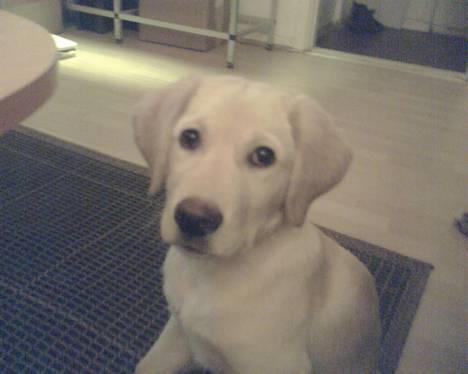 Labrador retriever Kenzo - hva laver du....? billede 19