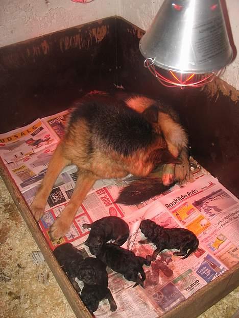 Schæferhund Sonto´s  Kira  (pensionist ) - Kira er på dette foto ved at føde sin hvalp nummer 6  billede 15