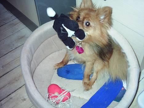 Pomeranian Tilde - nyt fra den 1/3 billede 20