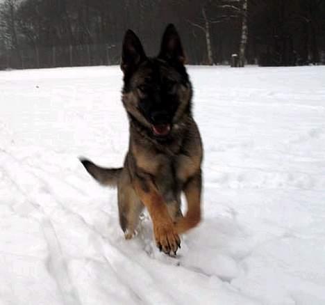 Schæferhund Sportshund Ally - Skudt i farten derfor lidt sløret, viser hendes udtryk i ansigtet godt billede 2
