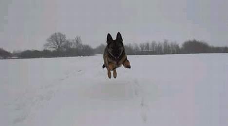 Schæferhund Sportshund Ally - Indkald - så kommer man flyvende!!! billede 3