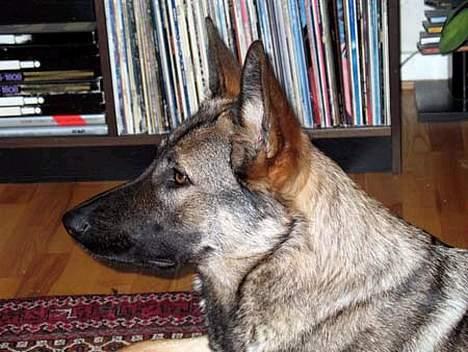 Schæferhund Sportshund Ally - Her kan man tydeligt se hendes grå farve. Nogen kalder det fejlfarve, men ikke for os!! billede 4