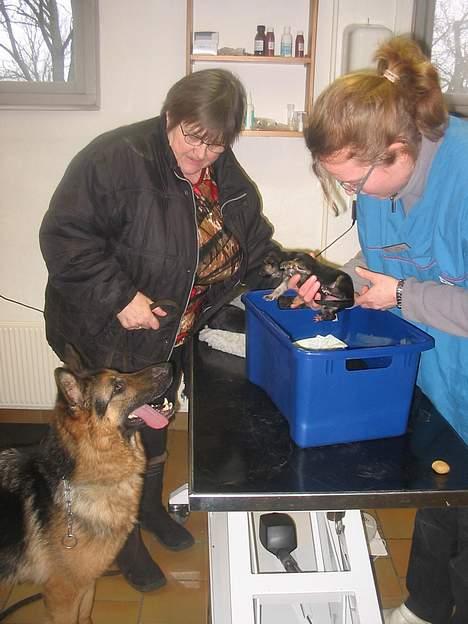Schæferhund Sonto´s  Kira  (pensionist ) - kira og hvalpe tjækkes 25-2-06 Kira har fået 6 dejlige hvalpe  :-) kira følger lige med i hvad dyrlægen laver med hendes hvalpe :-) billede 16