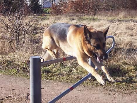 Schæferhund Basse - Basse elsker at springe billede 6