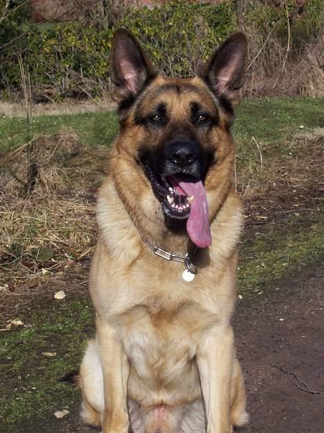 Schæferhund Basse billede 7