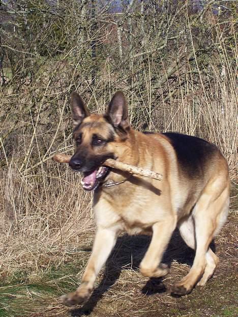 Schæferhund Basse billede 8