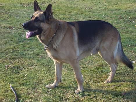 Schæferhund Basse billede 9