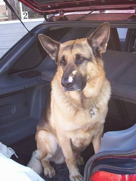 Schæferhund Basse - Basse er altid med os når vi er ude at kører billede 10