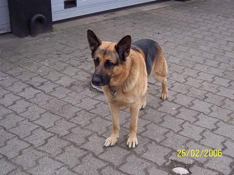 Schæferhund Basse billede 11